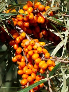 Rokitnik Pospolity Friesdorfer Orange P9 sadzonka 0,5l - samopylny krzew z witaminą C