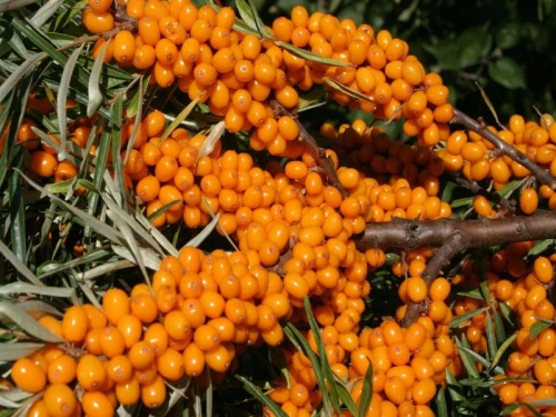 Rokitnik Pospolity Friesdorfer Orange P9 sadzonka 0,5l - krzew z masą soczystych pomarańczowych owoców