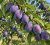 c67b6be44bdb5758aa07471e7cdfff28.png