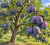 5aa80b274f790516a4eb7bf3e3c1e1b1.png