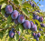 ff004f9ea98cd7685c5af5f8d7d03607.png