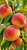 bf69305a816c7694198a036cbd9b5a99.png
