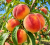 a4f760f1b806dea07d5c5f0cbee1821a.png