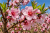 fae9c8e5b0f4a51c43980f63dd21a019.png