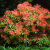 b7604d129617d65c26bbd1a4fcf39f4d.png