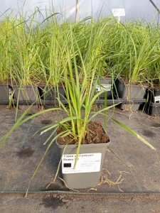 Trawa pampasowa Rosea P9 sadzonka 0,5l - nasza sadzonka