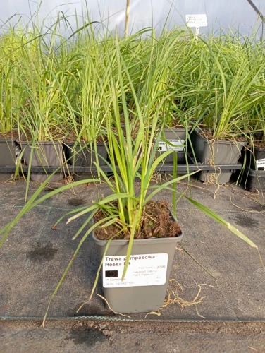 Trawa pampasowa Rosea P9 sadzonka 0,5l - nasza sadzonka
