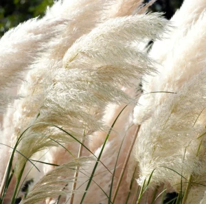 Trawa pampasowa White Feather P9 sadzonka 0,5l