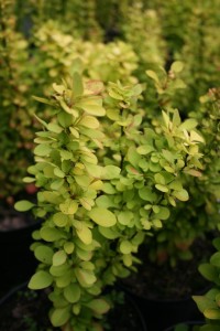 Berberys Thunberga Golden Tower C2 sadzonka 2l - złociste liście