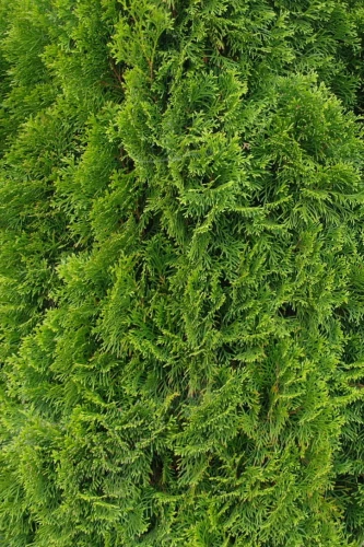 9ac6c24b9efb9d511d849715e953b9cf.jpg