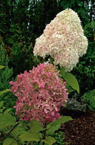 Hortensja bukietowa Phantom P9 sadzonka 0,5l - ogromne kwiaty