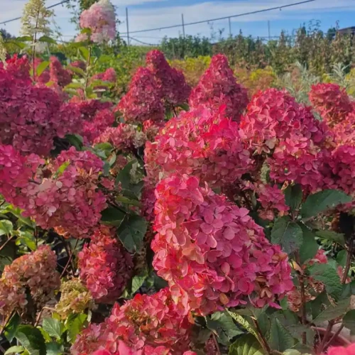 Hortensja bukietowa Fraise Melba Renba P9 sadzonka 0,5l - sztywne pędy
