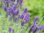 Lawenda Hidcote Blue P9 sadzonka 0,5l