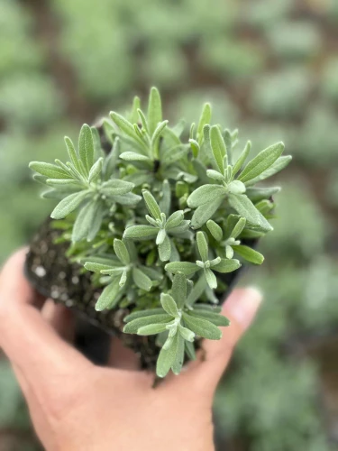 Lawenda Hidcote Blue P9 sadzonka 0,5l