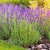 Lawenda Hidcote Blue P9 sadzonka 0,5l