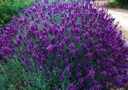 Lawenda Hidcote Blue P9 sadzonka 0,5l