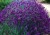 Lawenda Hidcote Blue P9 sadzonka 0,5l