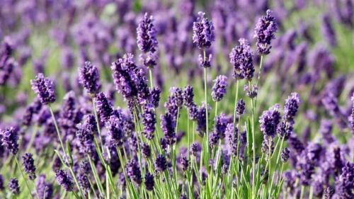 Lawenda Hidcote Blue P9 sadzonka 0,5l