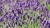 Lawenda Hidcote Blue P9 sadzonka 0,5l