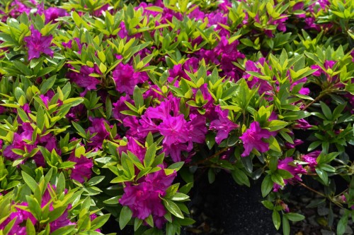 80ca7067d5878e20289832191f9dbb5a.jpg