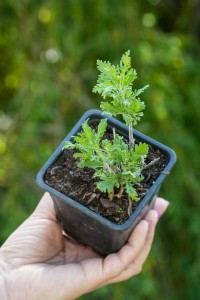 Perowskia Blue Spire P9 sadzonka 0,5l - nasza sadzonka