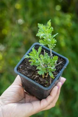Perowskia Blue Spire P9 sadzonka 0,5l - nasza sadzonka