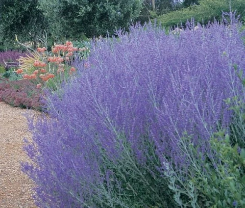Perowskia Blue Spire P9 sadzonka 0,5l - aromatyczne liście i bardzo długie kwitnienie