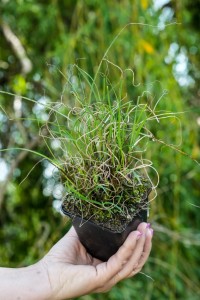 Miskant chiński Gracillimus P9 sadzonka 0,5l - nasza sadzonka