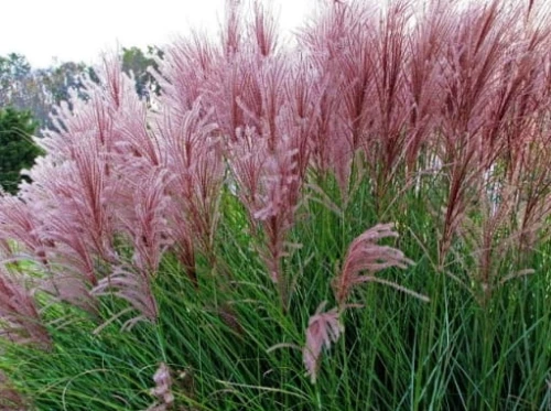 Miskant chiński Gracillimus P9 sadzonka 0,5l - różowo-purpurowe wiechy