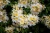 95f80829a2c4f2209627be3538337a29.webp