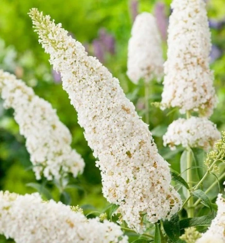 budleja-dawida-white-profusion-sadzonka-P9.webp