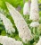 budleja-dawida-white-profusion-sadzonka-P9.webp
