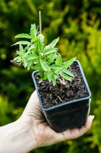 budleja-dawida-white-profusion-sadzonka-P9_2.jpg