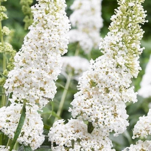 budleja-dawida-white-profusion-sadzonka-P9_3.jpg