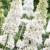 budleja-dawida-white-profusion-sadzonka-P9_3.jpg