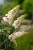 budleja-dawida-white-profusion-sadzonka-P9_4.jpg