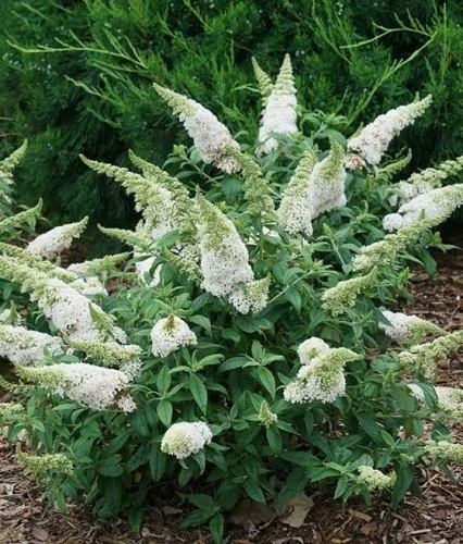 budleja-dawida-white-profusion-sadzonka-P9_5.jpg