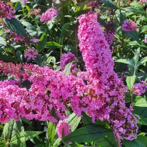 budleja-dawida-pink-delight-sadzonka-P9.webp