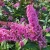 budleja-dawida-pink-delight-sadzonka-P9.webp