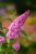 budleja-dawida-pink-delight-sadzonka-P9_3.jpg