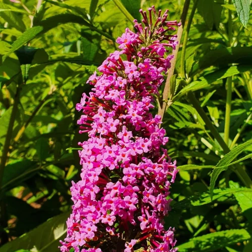 budleja-dawida-pink-delight-sadzonka-P9_4.jpg