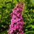 budleja-dawida-pink-delight-sadzonka-P9_4.jpg