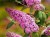 budleja-dawida-pink-delight-sadzonka-P9_5.jpg