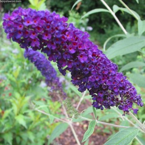 budleja-dawida-black-knight-sadzonka-P9.jpg