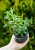 budleja-dawida-black-knight-sadzonka-P9_2.jpg