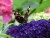 budleja-dawida-black-knight-sadzonka-P9_5.jpg