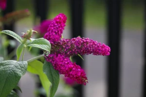 budleja-dawida-royal-red-sadzonka-P9.webp
