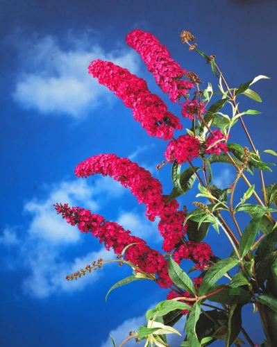budleja-dawida-royal-red-sadzonka-P9_4.jpg