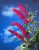 budleja-dawida-royal-red-sadzonka-P9_4.jpg