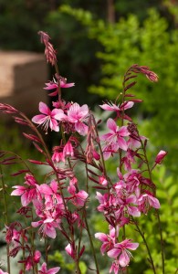 Gaura Siskiyou Pink P9 sadzonka 0,5l